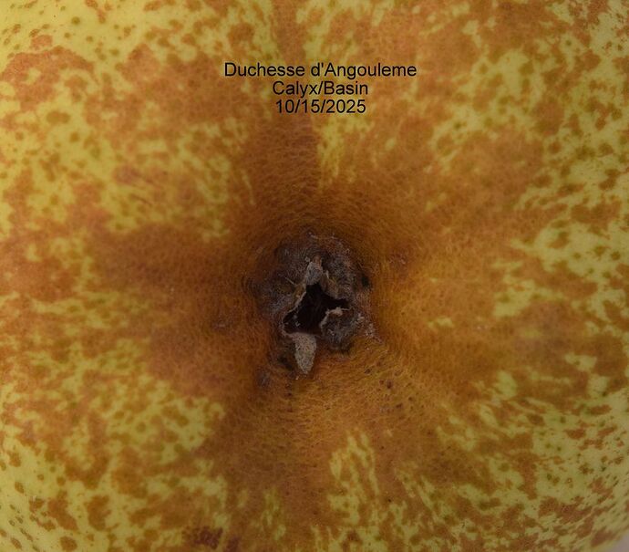 Duchesse d' AngoulemeCalyx10-15-2025RS