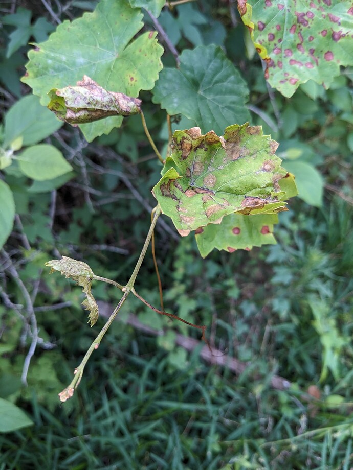 PXL_20240508_232558687