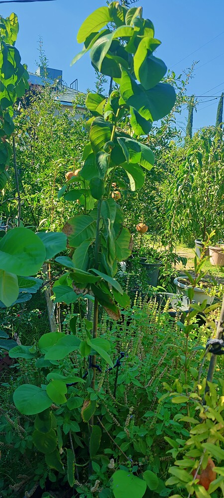 IMG_20251004_1432201