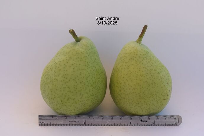 SAINT ANDRE 8-19-2025RS