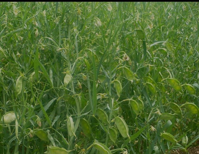 Screenshot_20251015_010857_Samsung Internet