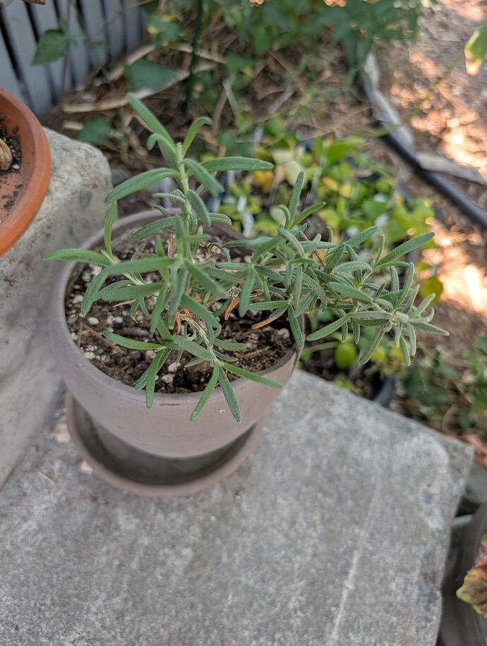 PXL_20260725_205901602