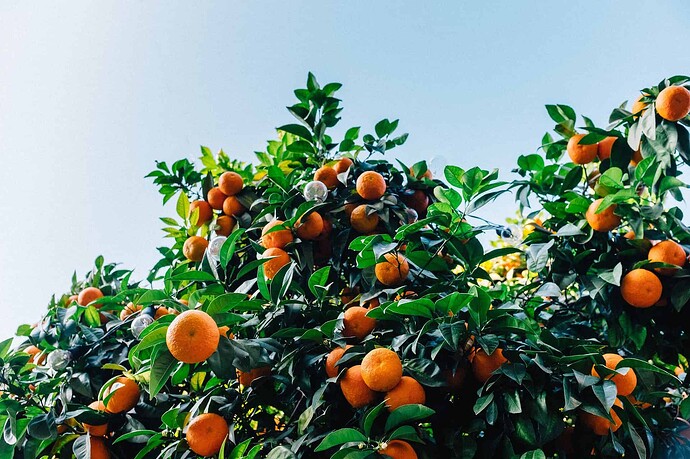 Armstrong Satsuma