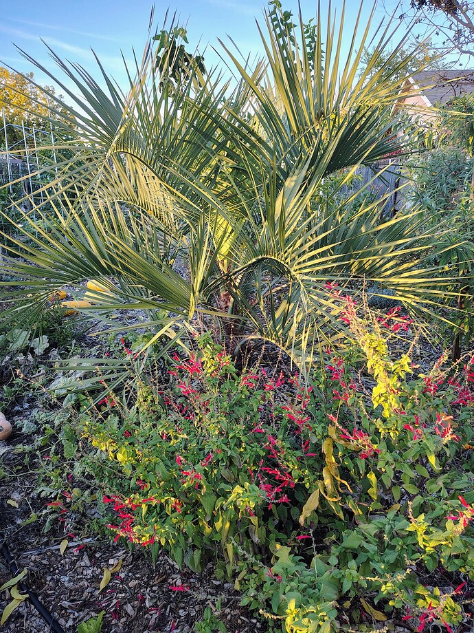 IMG_20251203_160930121_HDR_AE