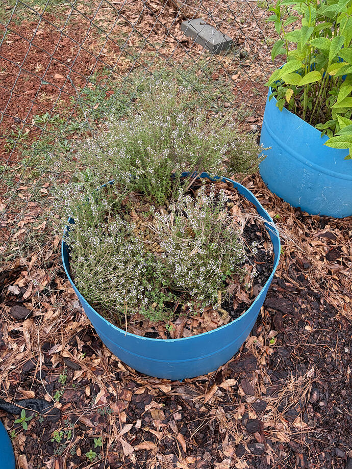 thyme
