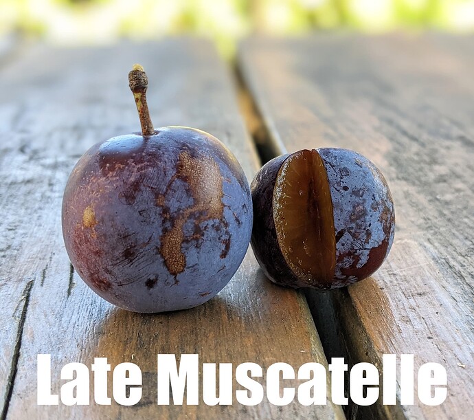 Late Muscatelle_2025