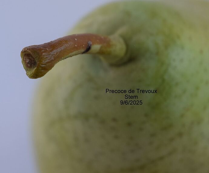 Precoce de TrevouxStem9-6-2025RS