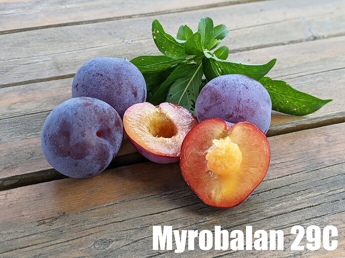 Myrobalan 29C_2025