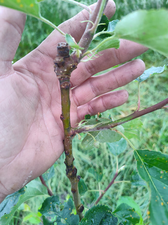 IMG_20250521_075300447