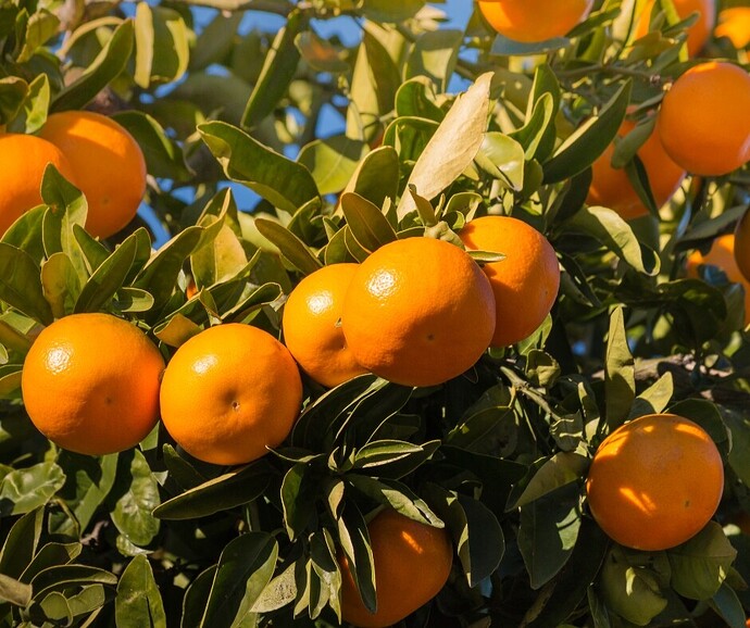 Ripe Owari satsuma fruits handing from a mature owari tree