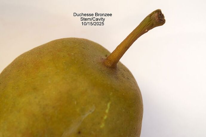Duchesse Bronzee Stem10-15-2025RS