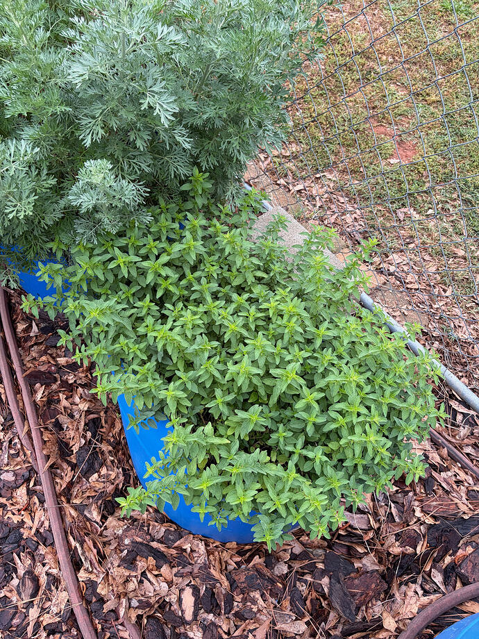 greek oregano