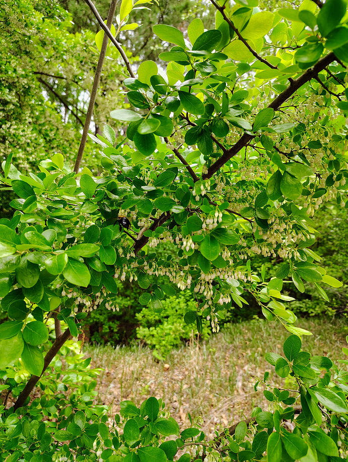 IMG_20260506_162958756_HDR_AE