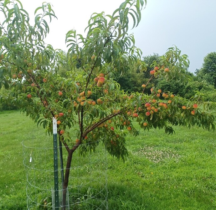 Screenshot_20250628_133855_Gallery