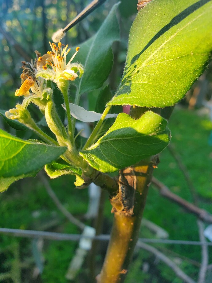 Clark's Crab Pollination