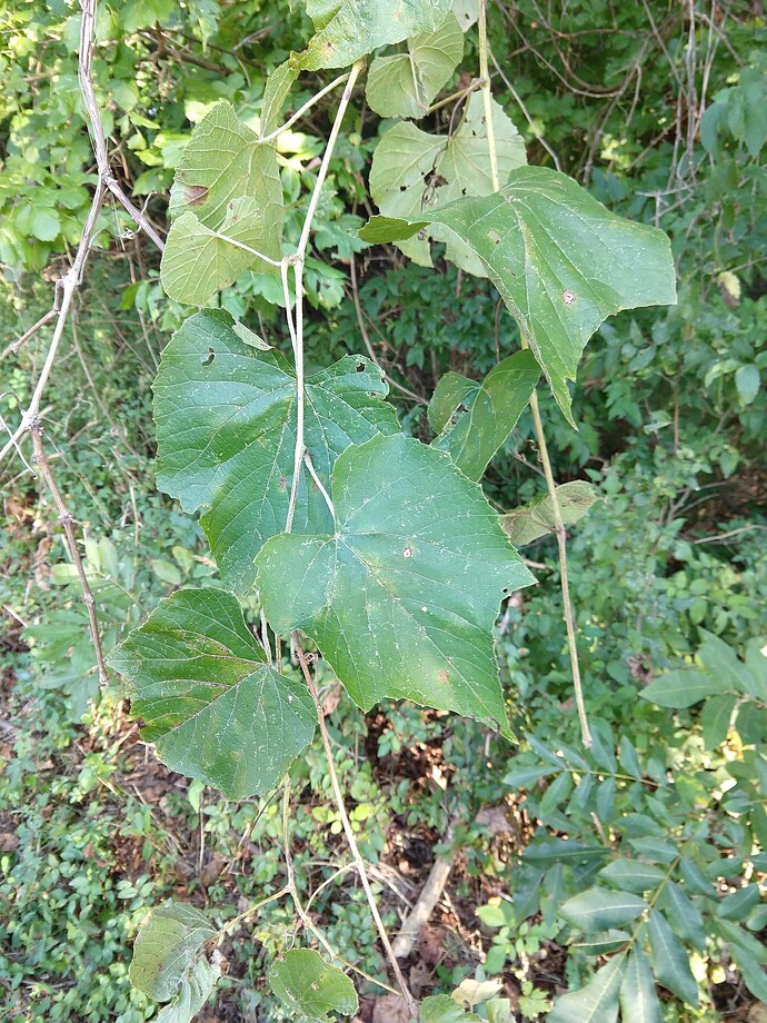 IMG_20190902_182420065