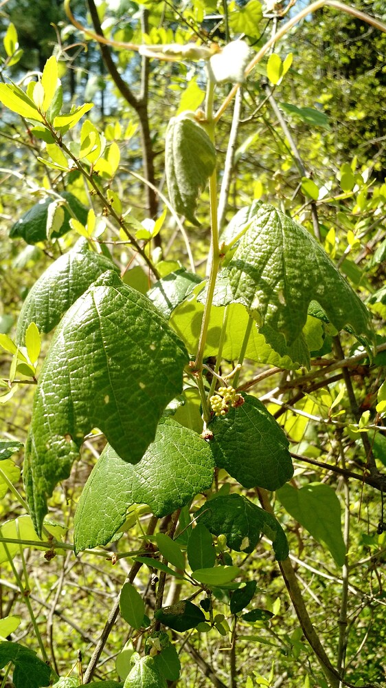 IMG_20160326_145437101