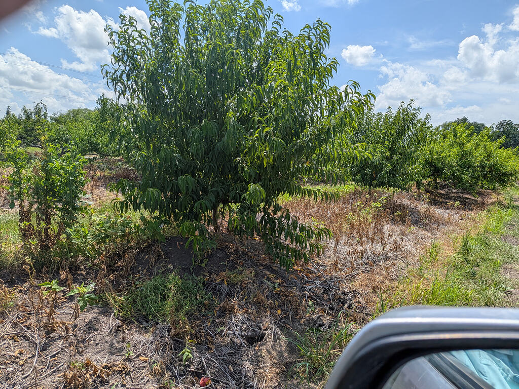 Sweet Joe Peach Early Evaluation - General Fruit Growing - Growing Fruit