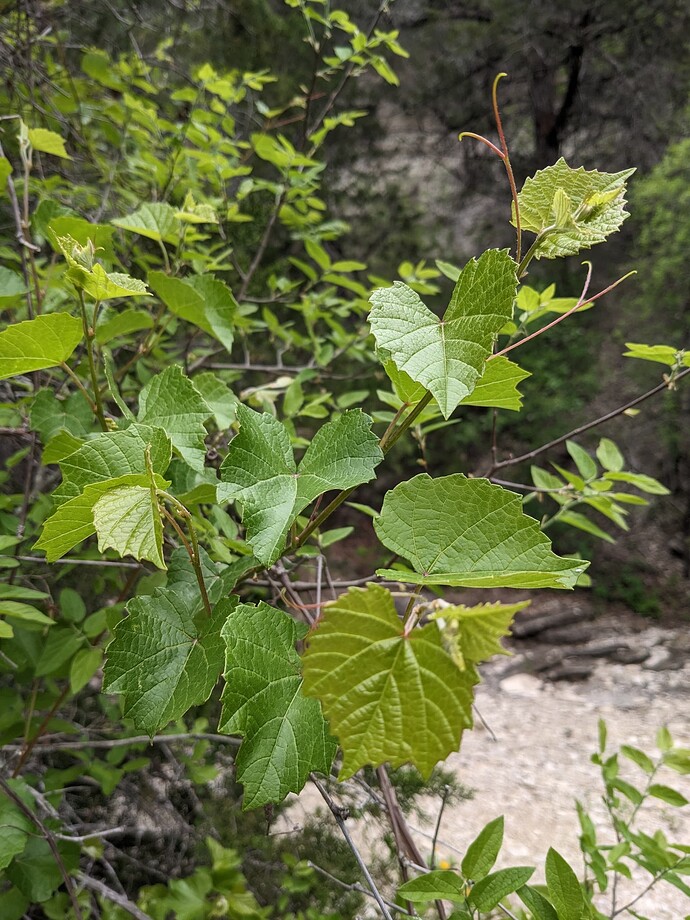 PXL_20230414_154643371