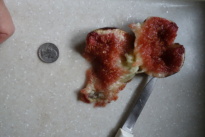 burst and dropped Brown Turkey fig (2)