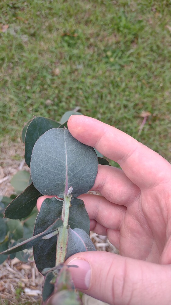 IMG_20250411_155031674