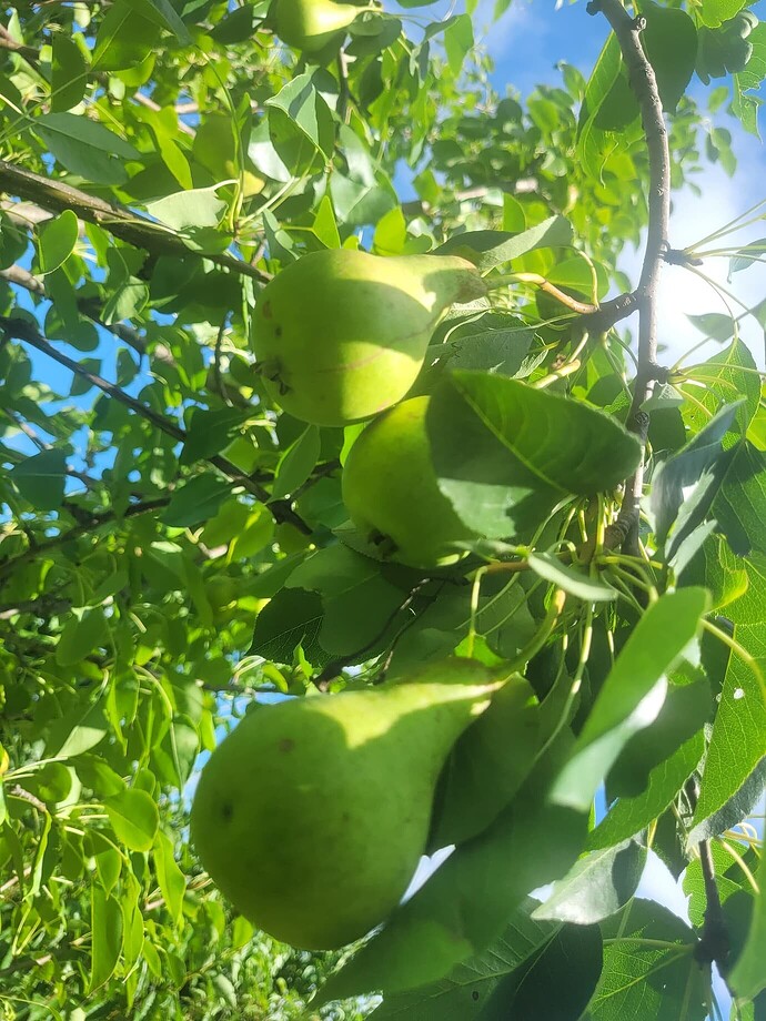 508d4dc8ba03344b088ab5bf928a881f2a9c5c67_2_1380x1840