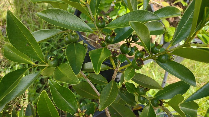 IMG_20250707_094323482