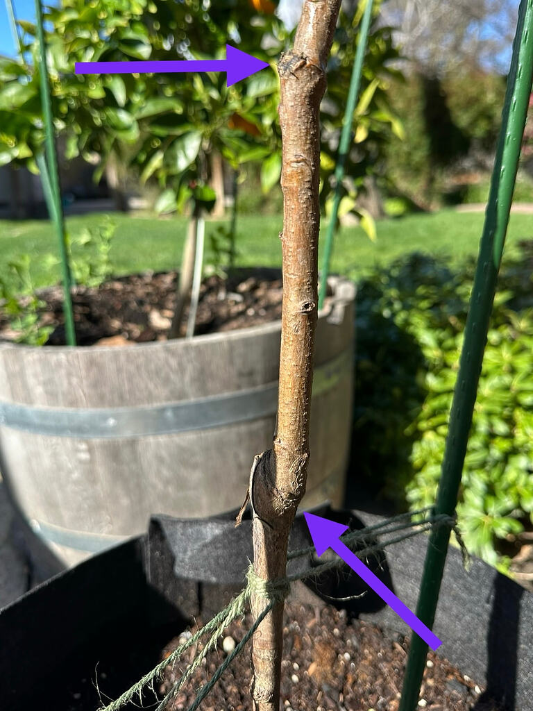 Multiple “inline” grafts on a bare root tree? - General Fruit Growing ...