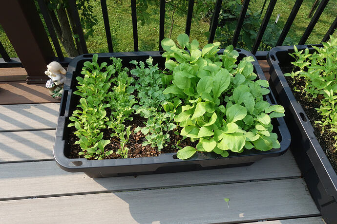 16 days growth
