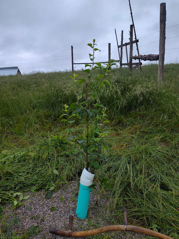 IMG_20250521_075333884_HDR