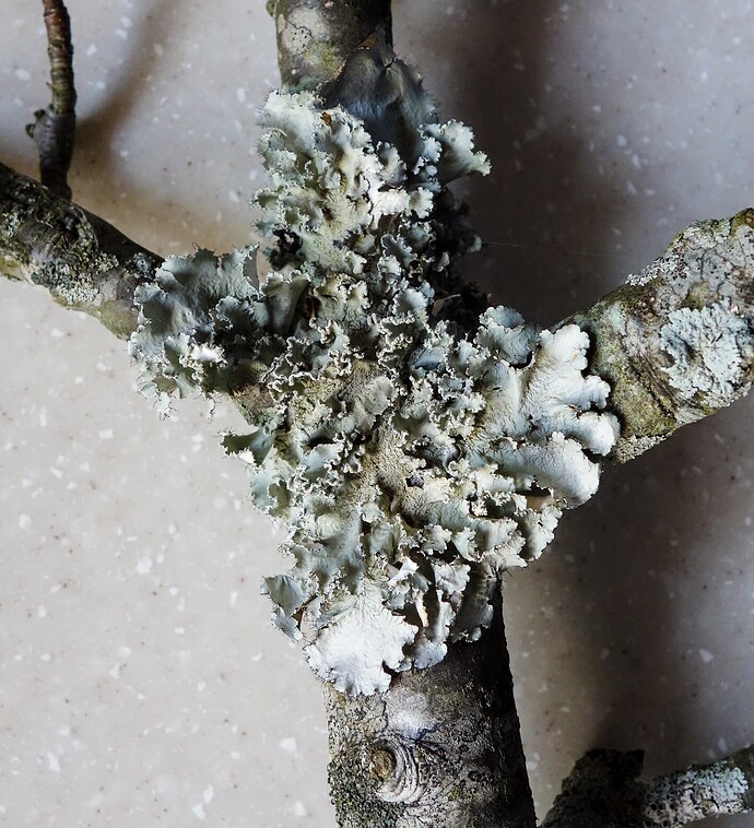 Ruffle lichen from a Fuji apple tree D.D.Teoli Jr. A.C.