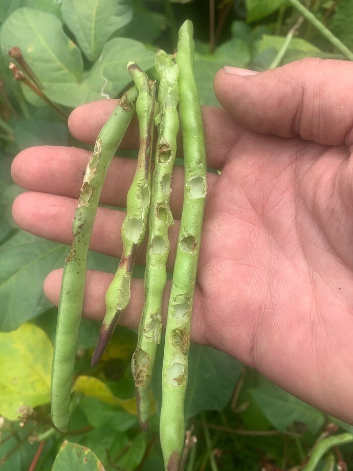 pea damage 4