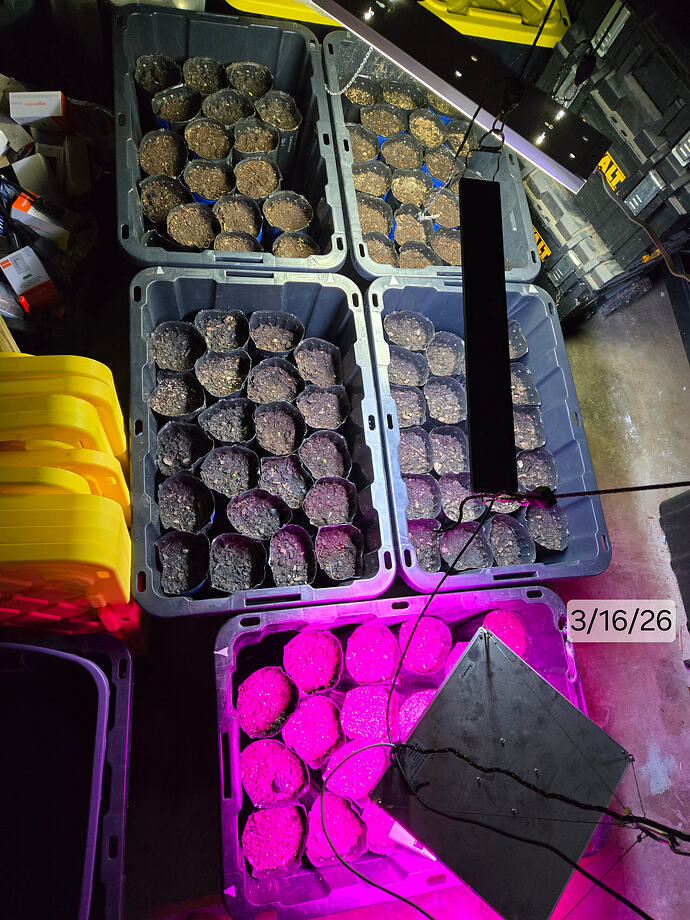 2026 3-16 Seedlings