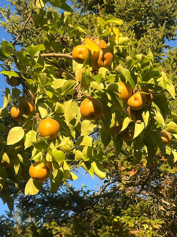 Korean_Giant_close_09-20-2025