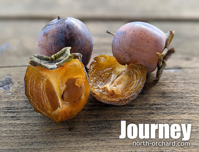 Journey_2026_url