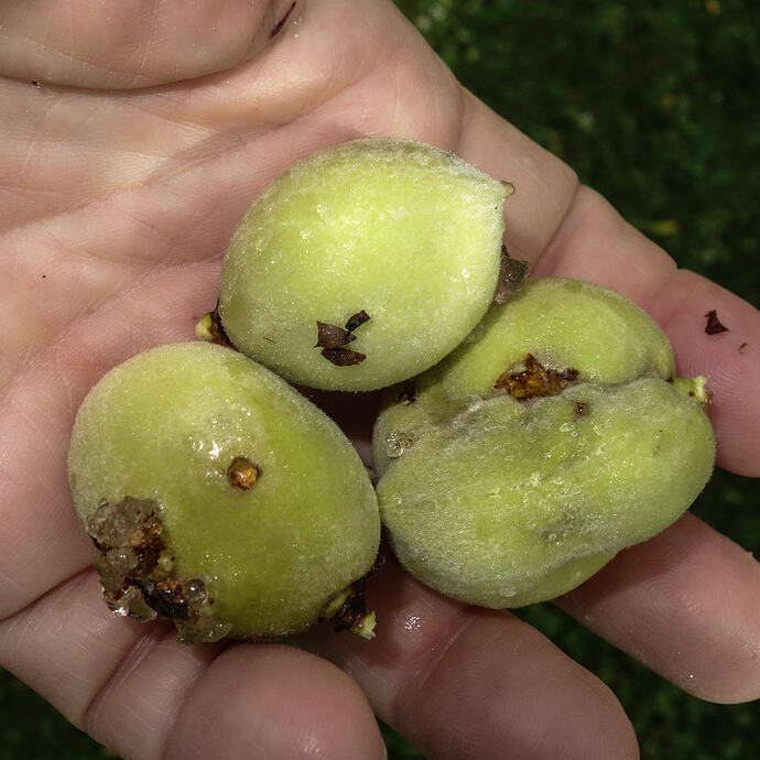 Redhaven peach (5)