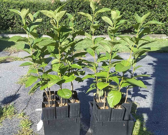 Kassandra seedlings 080426-2