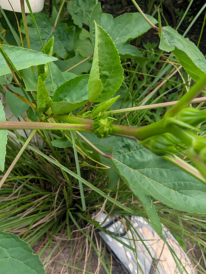 PXL_20260827_230337890.MACRO_FOCUS