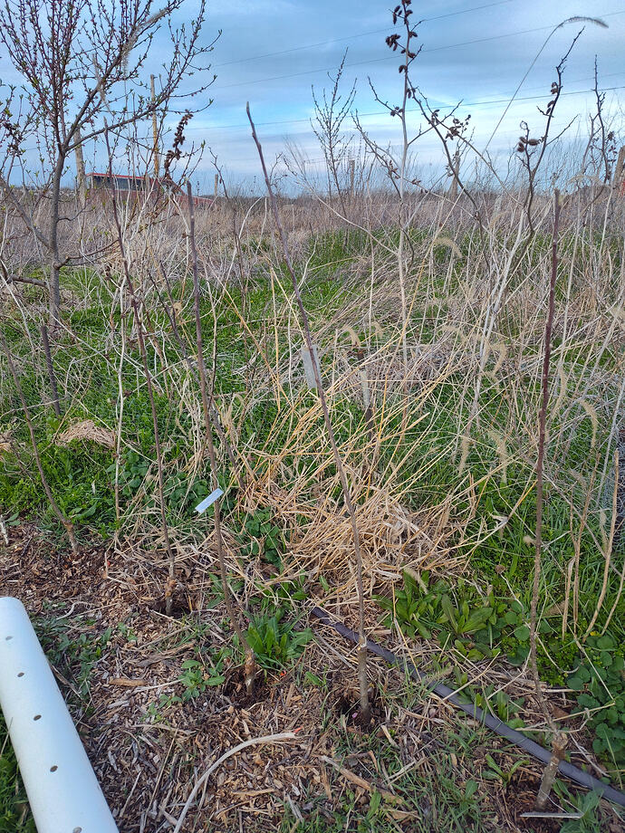 IMG_20260324_185008998_HDR