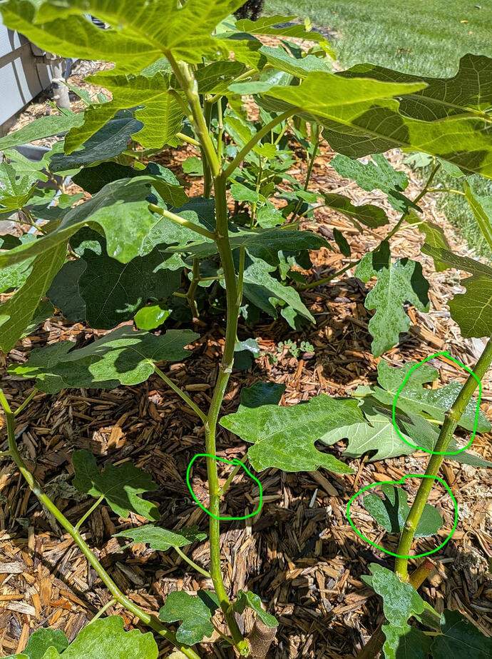 figs