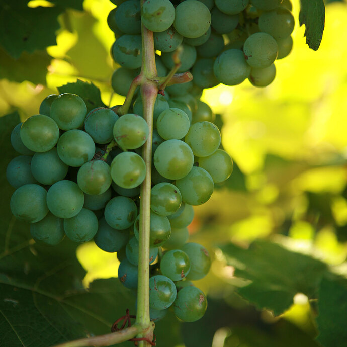double-a-vineyards-niagara6-grapevines_17724191-15c9-46d8-9a1f-102b3c1f0922