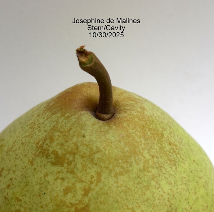 Josephine de Malines StemA 10-30-2025