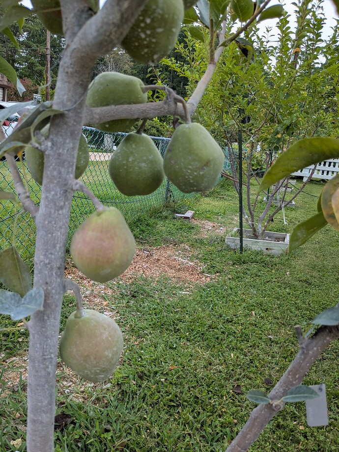 Pear identification help please General Fruit Growing Growing Fruit