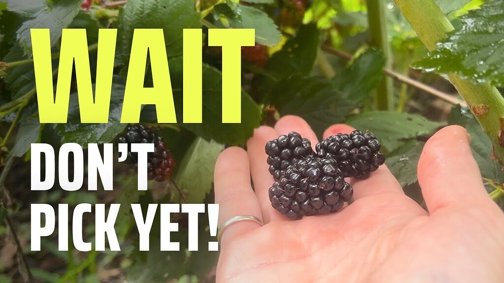Ripeness and Processing of Blackberries - General Fruit Growing ...