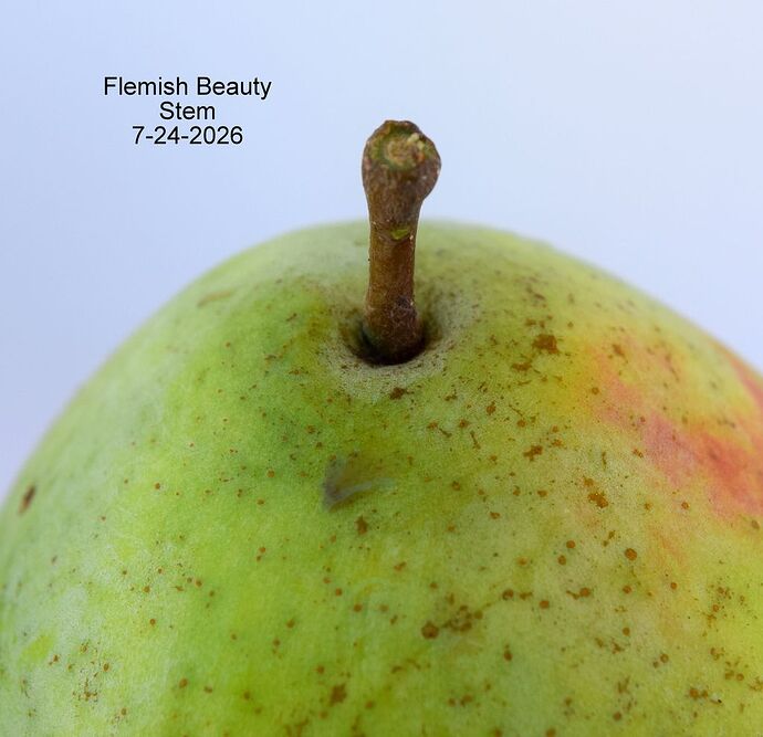 Flemish Beauty 7-24-2026 Stem 2RS.JPG