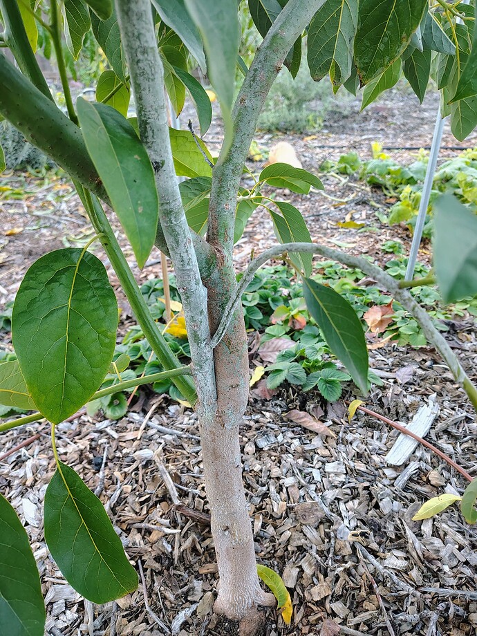 IMG_20251203_161225473_HDR_AE