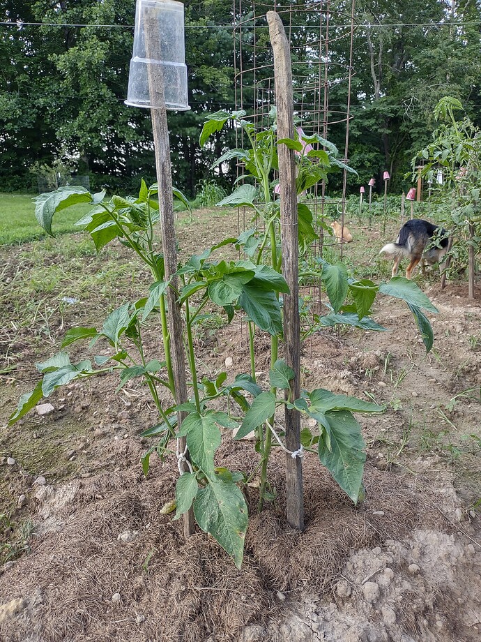 IMG_20250722_195656807_HDR