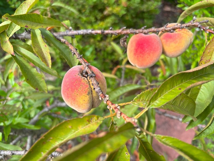 Bonefire Peach 2
