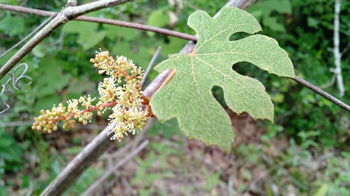 IMG_20160508_093208449