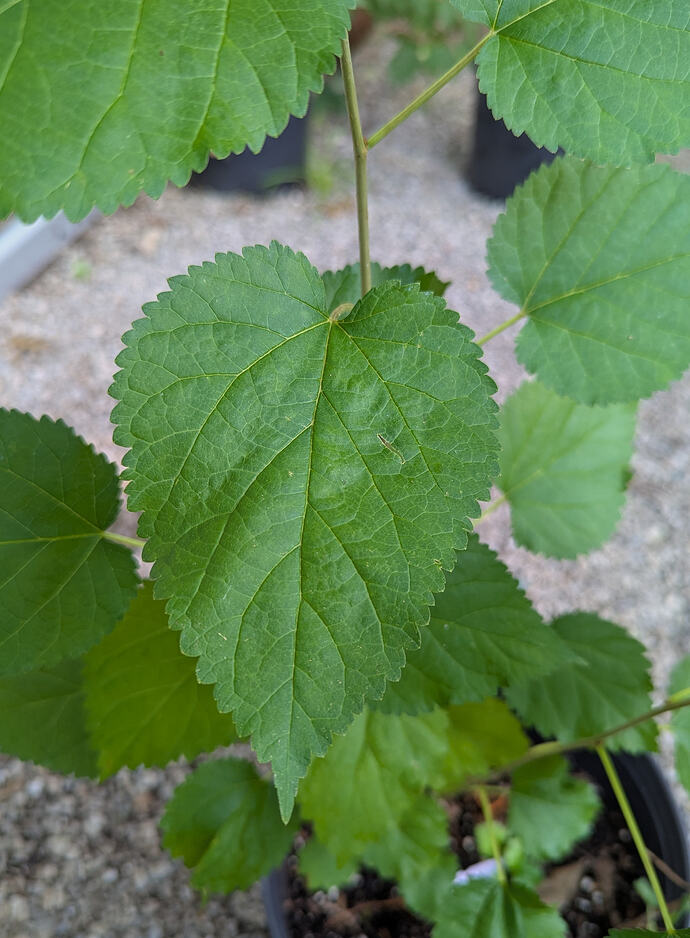 PXL_20260708_210835781